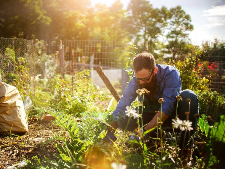 Want to grow your own modern-day Victory Garden?