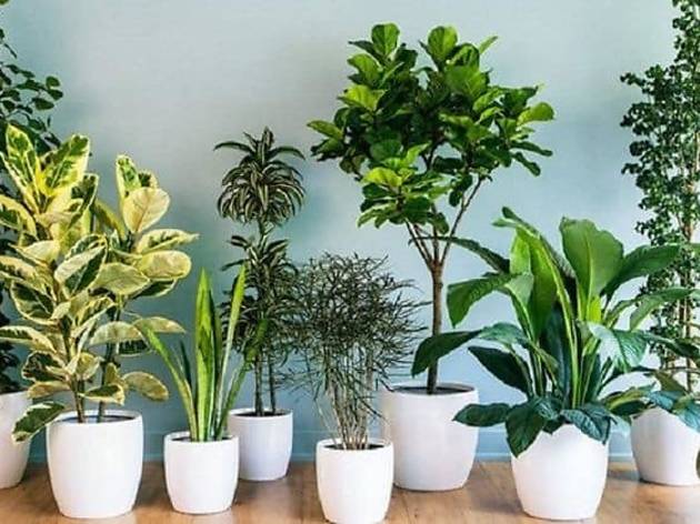 Plants to Go Plants to Go