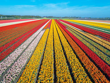 Netherlands Netherlands