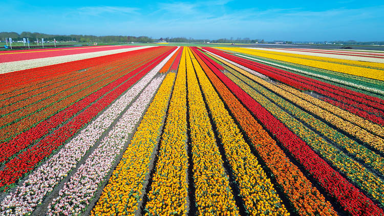 Netherlands 2024 Ultimate Guide To Where To Go Eat Sleep In 