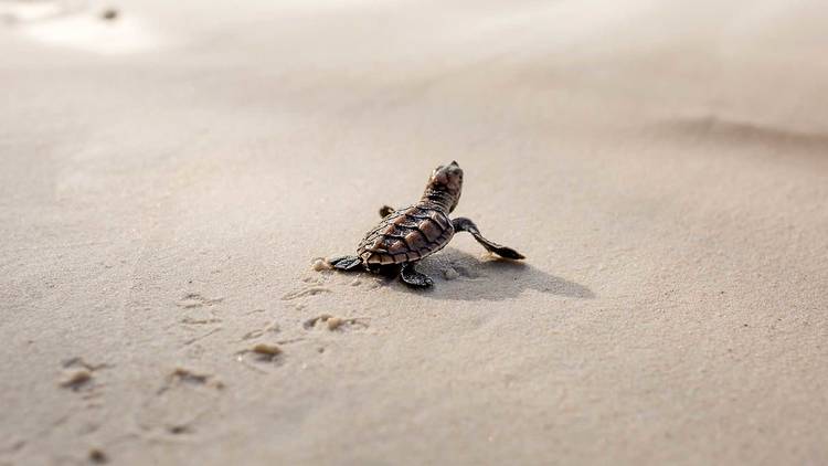 Baby sea turtle