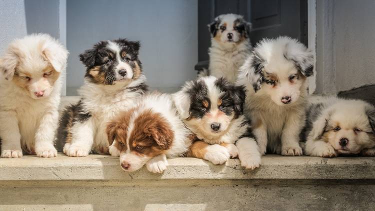 Puppies in a row