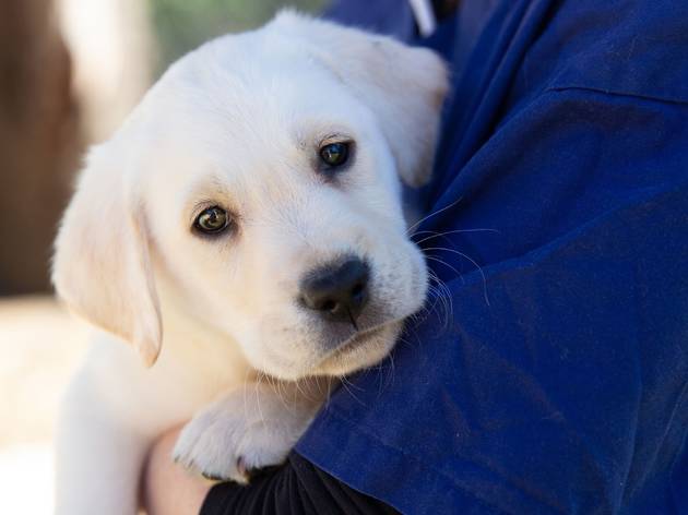 Guide dog puppy Dog in a person's arms