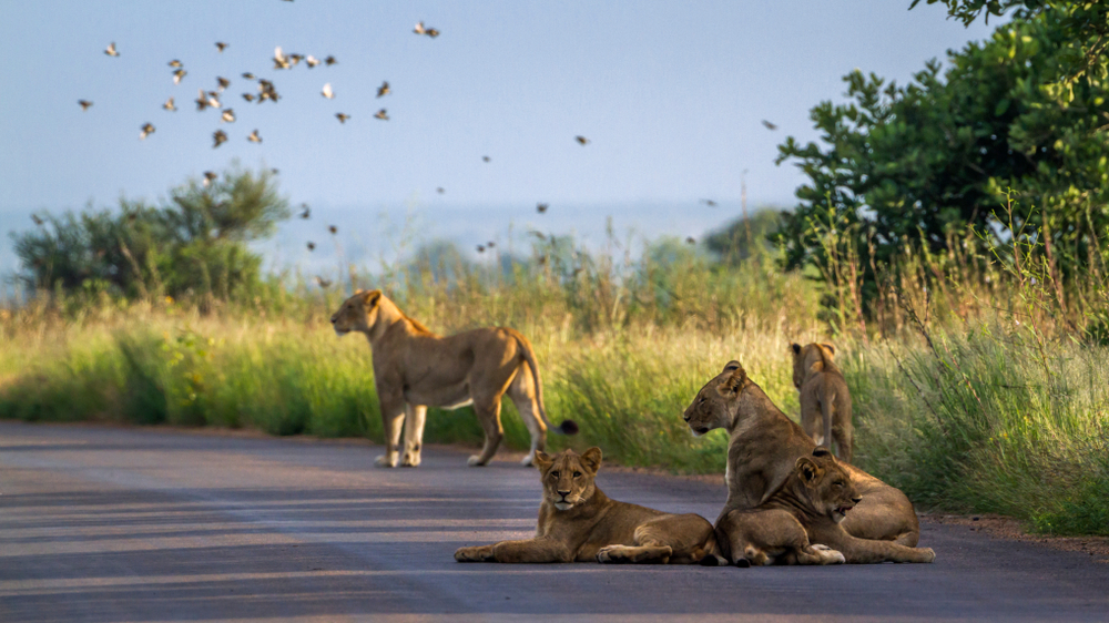 Lions have been spotted snoozing on a deserted road in South Africa