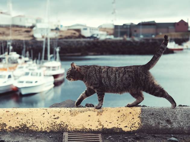 gatos gatos