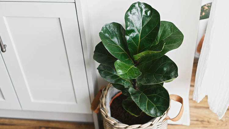 Fiddle-leaf fig