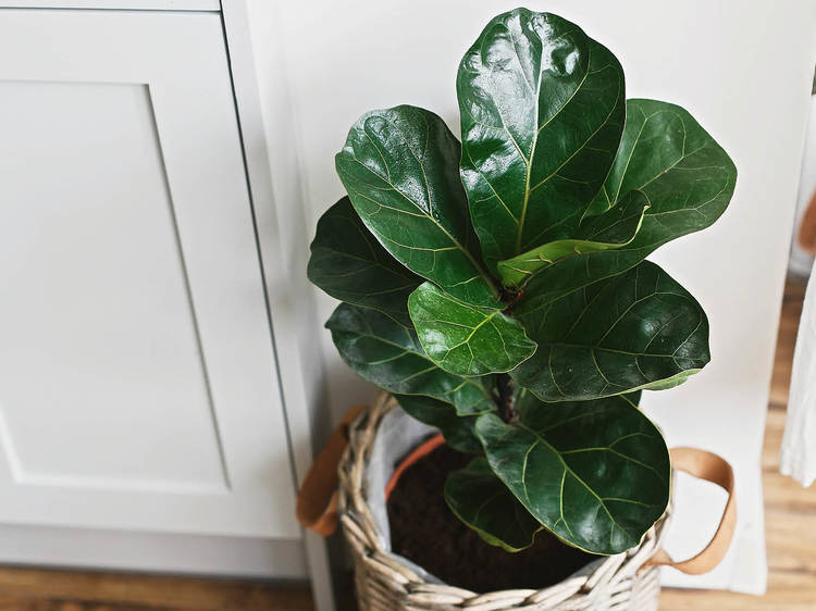 Fiddle-leaf fig