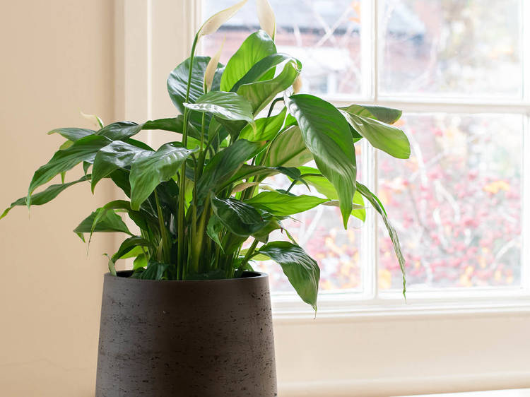 free download best indoor plants