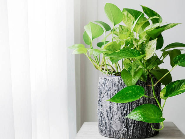 Golden pothos Golden pothos