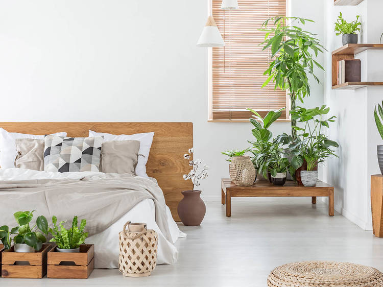 Liven up your home with some greenery