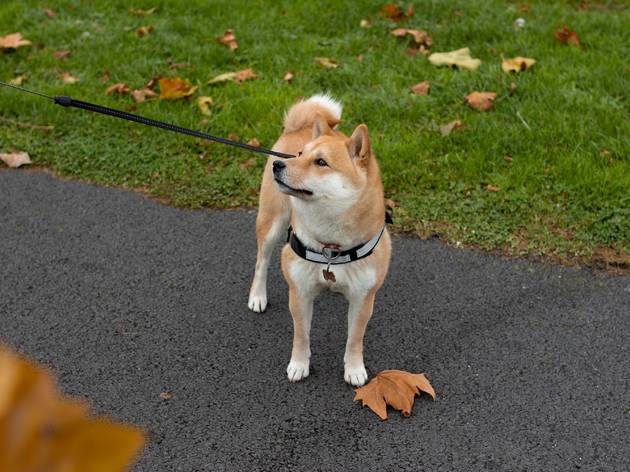 cães cães