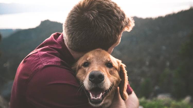 Como ajudar animais em tempo de pandemia