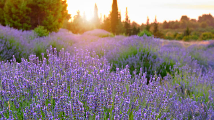 Lavender fields rule areas of Hvar island