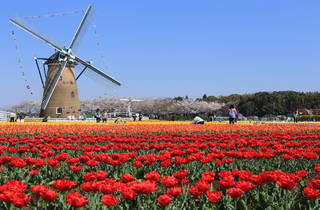 Japanese City Cuts Down 800 000 Tulips After Visitors Refuse To Stay Away From Cancelled Flower Festival