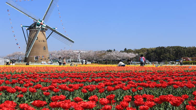 Sakura City