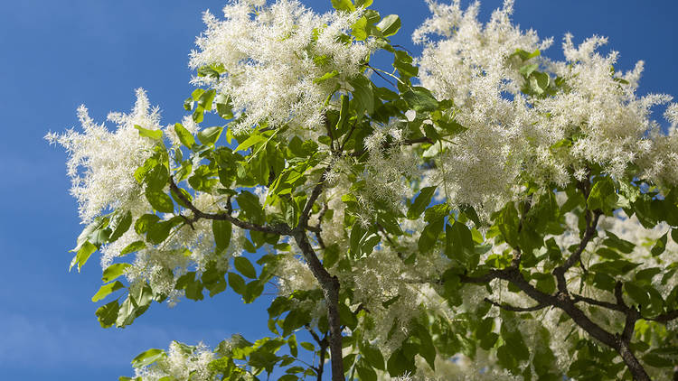 10 eye-catching trees you can spot on lockdown walks around London (picked by an expert)