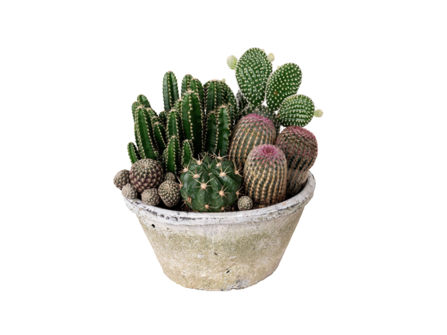 Columelas centro de cactus Centro de cactus para regalar el Día de la Madre