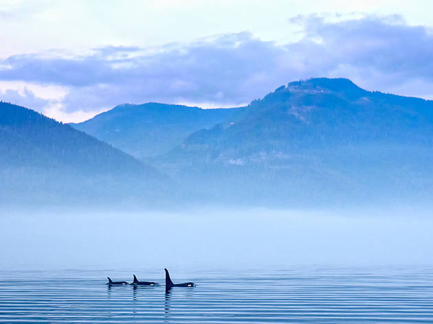 Whales near Vancouver Whales near Vancouver