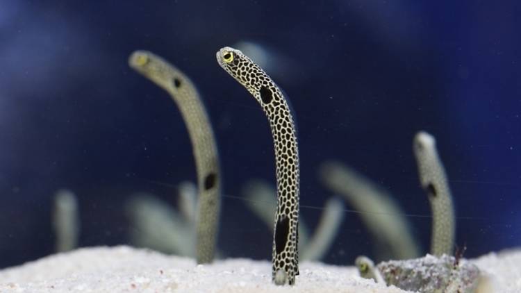 すみだ水族館