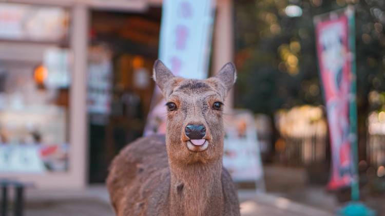 Nara deer