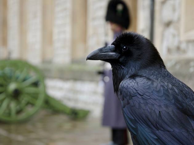 ravens a raven chick at the Tower of London