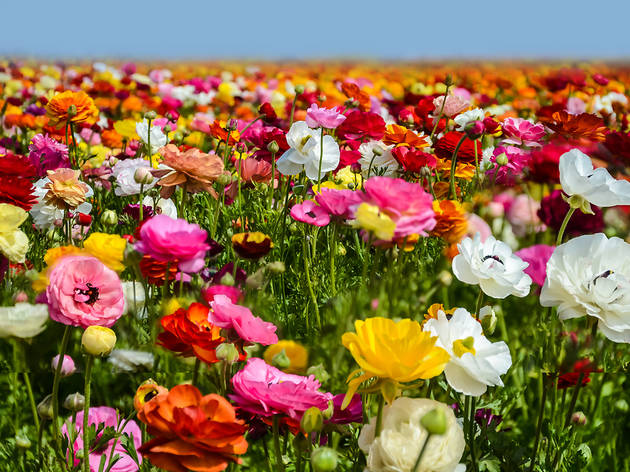 Ranunculus fields in Carlsbad, California Ranunculus fields in Carlsbad, California