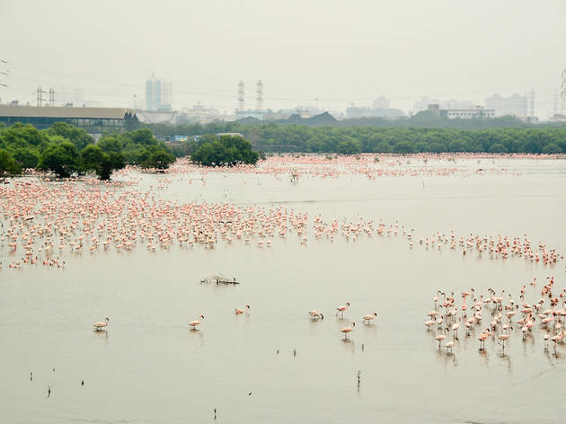 Flamingos in Mumbai Flamingos in Mumbai