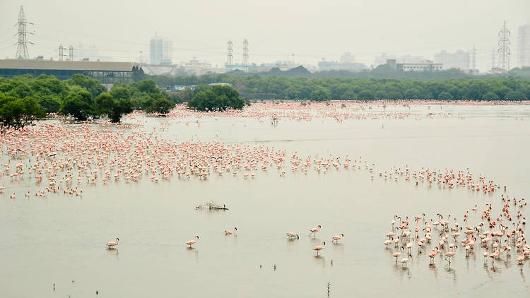 Flamingos in Mumbai 