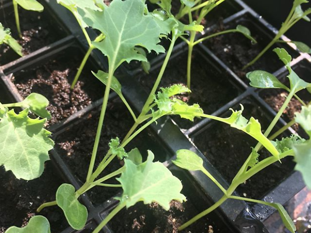 Seedlings for Solace is selling plants to raise funds for a domestic abuse charity Photograph: Seedlings for Solace