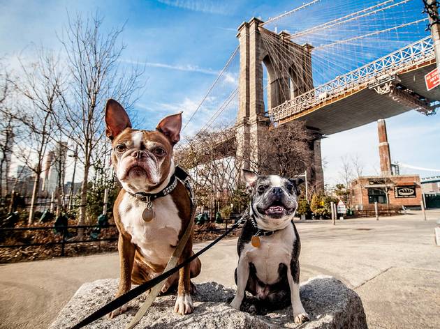 dogs nyc dogs nyc