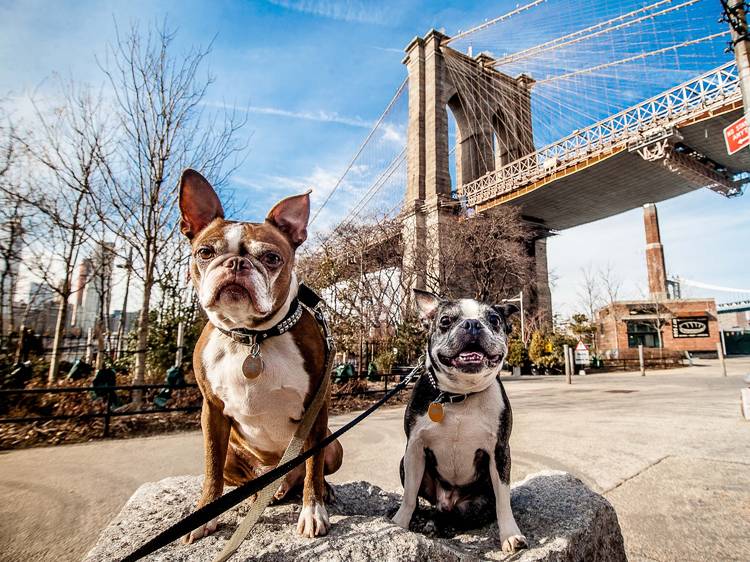 Here’s how you can elect NYC’s next dog mayor