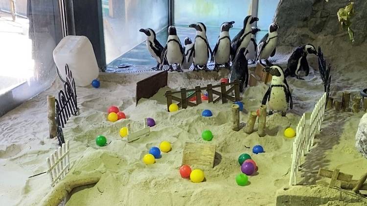 penguins