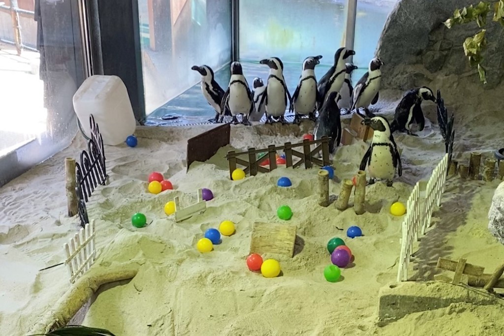 Watch the penguins at Singapore Zoo overcome obstacle courses after a swim