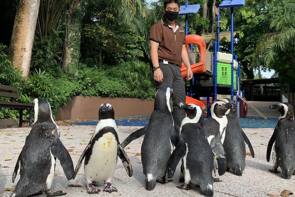 penguins