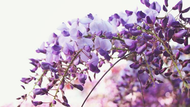 Wisteria