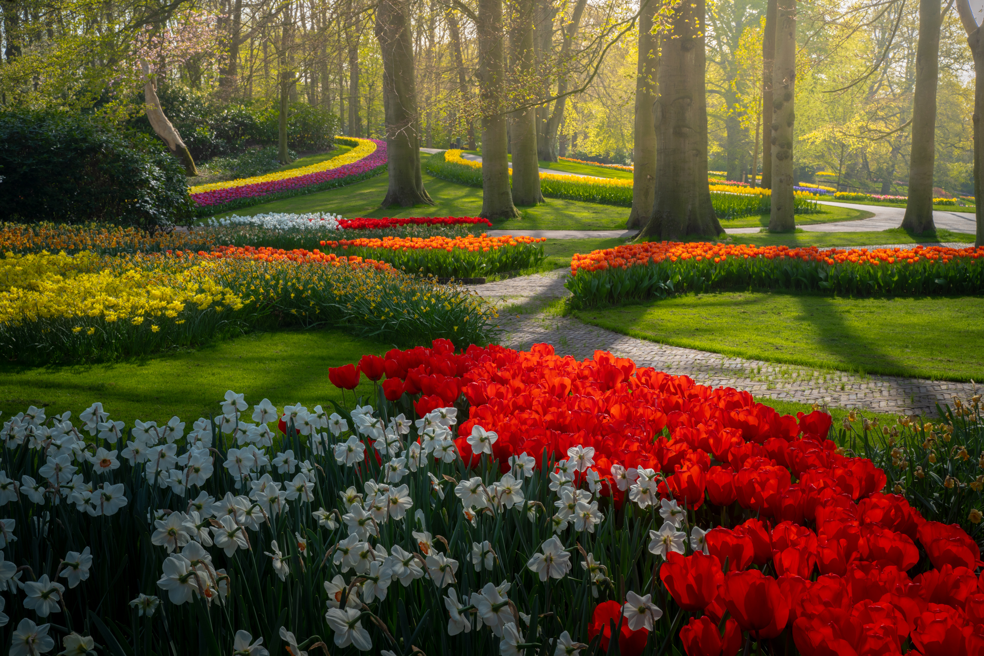 This photographer has captured the most beautiful tulip garden in the world  – without any visitors