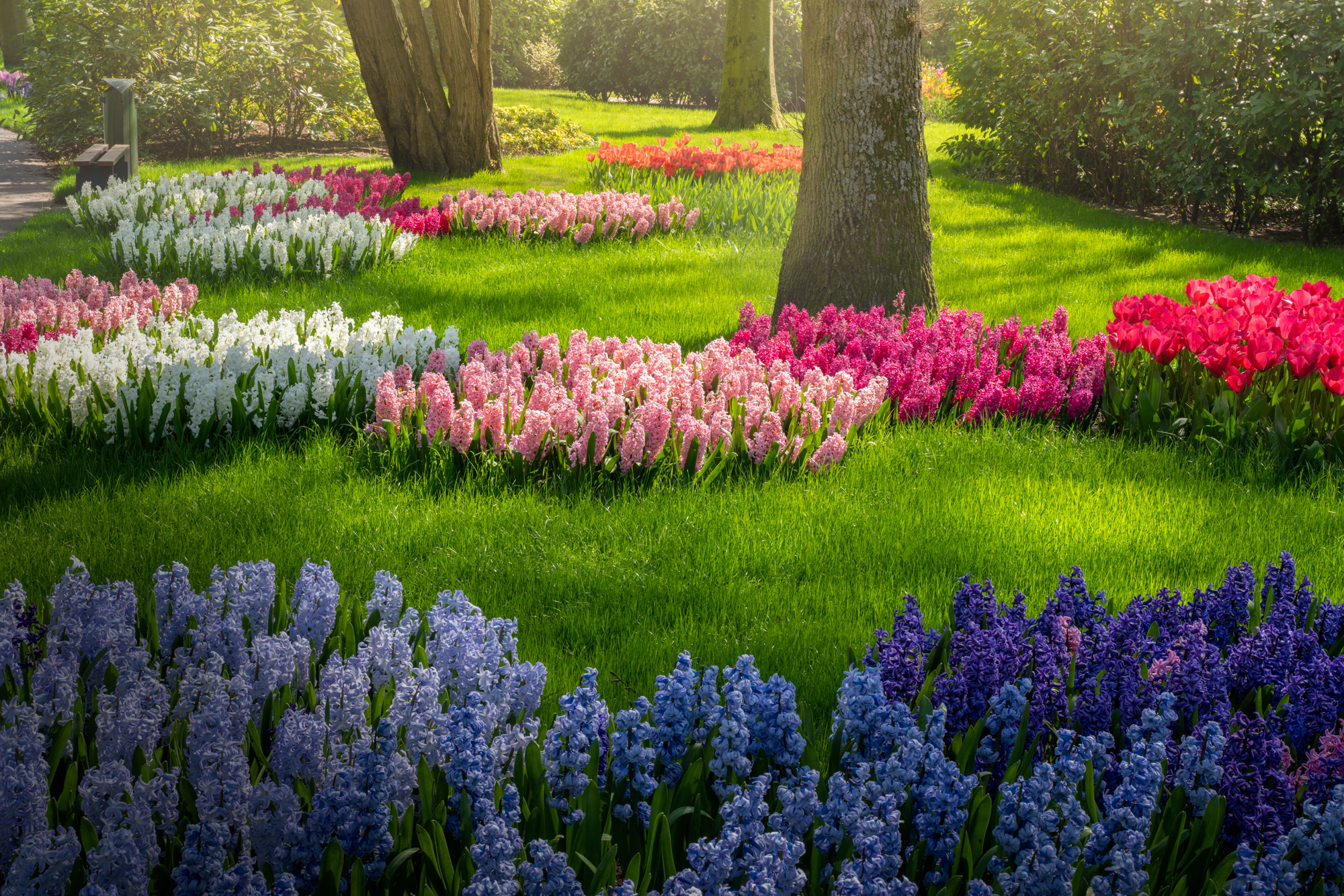 Кёкенхоф - прекрасный парк тюльпанов