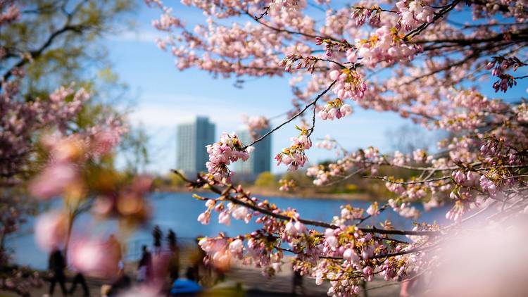 Toronto Cherry Blossoms