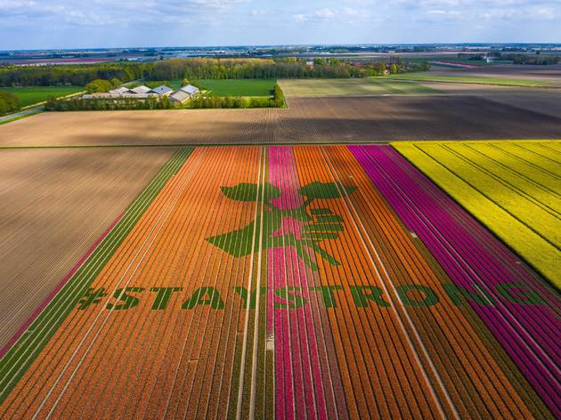 Stay Strong tulips Stay Strong tulips