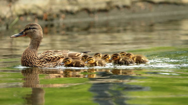 mallard ducks family, mother with ducklings swimming on pond ( Anas platyrhynchos )