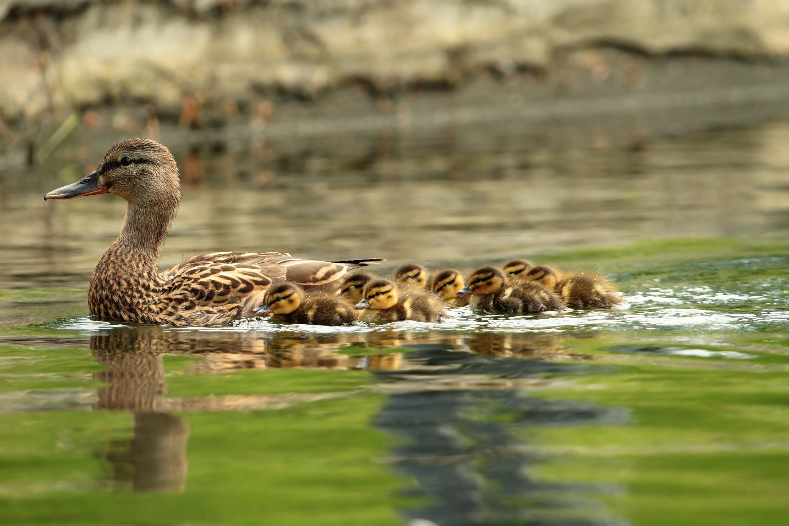 VIDEO: Mama duck reunited with her ducklings in Medulin