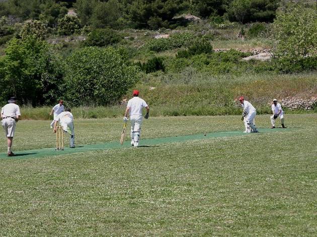 Vis cricket, kriket