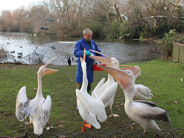 St James’s Park is streaming feeding time for its pelicans Photograph: Greywolf, The Royal Parks