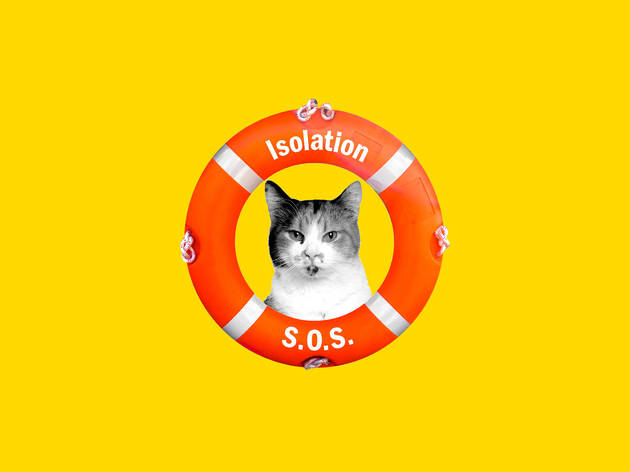 Am I in a power struggle with my cat? Isolation SOS