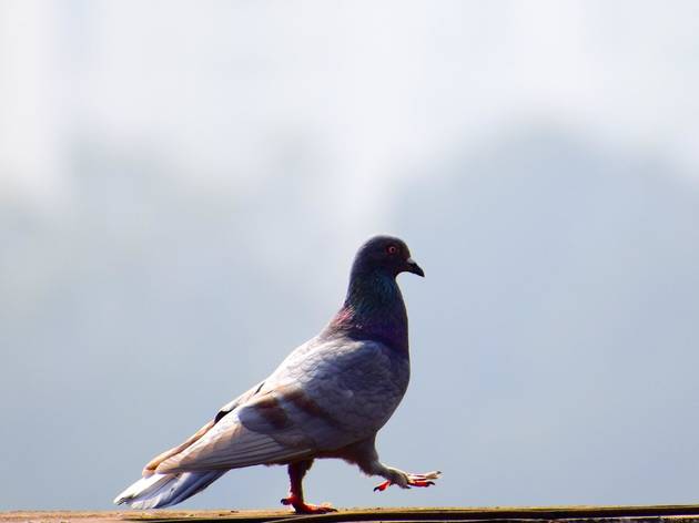 pombo pombos