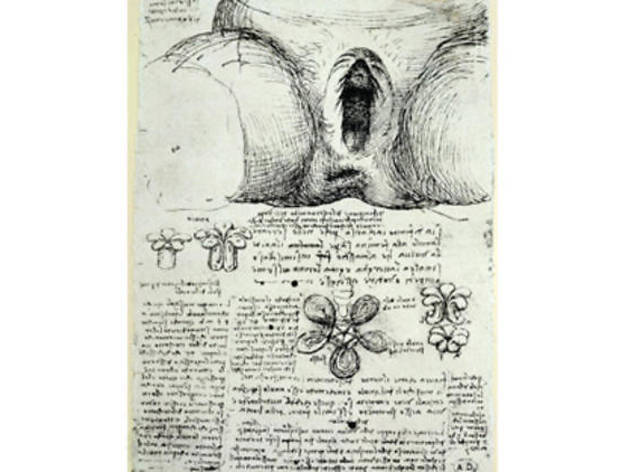Léonard de Vinci, 'L'Appareil génital féminin', c. 1510