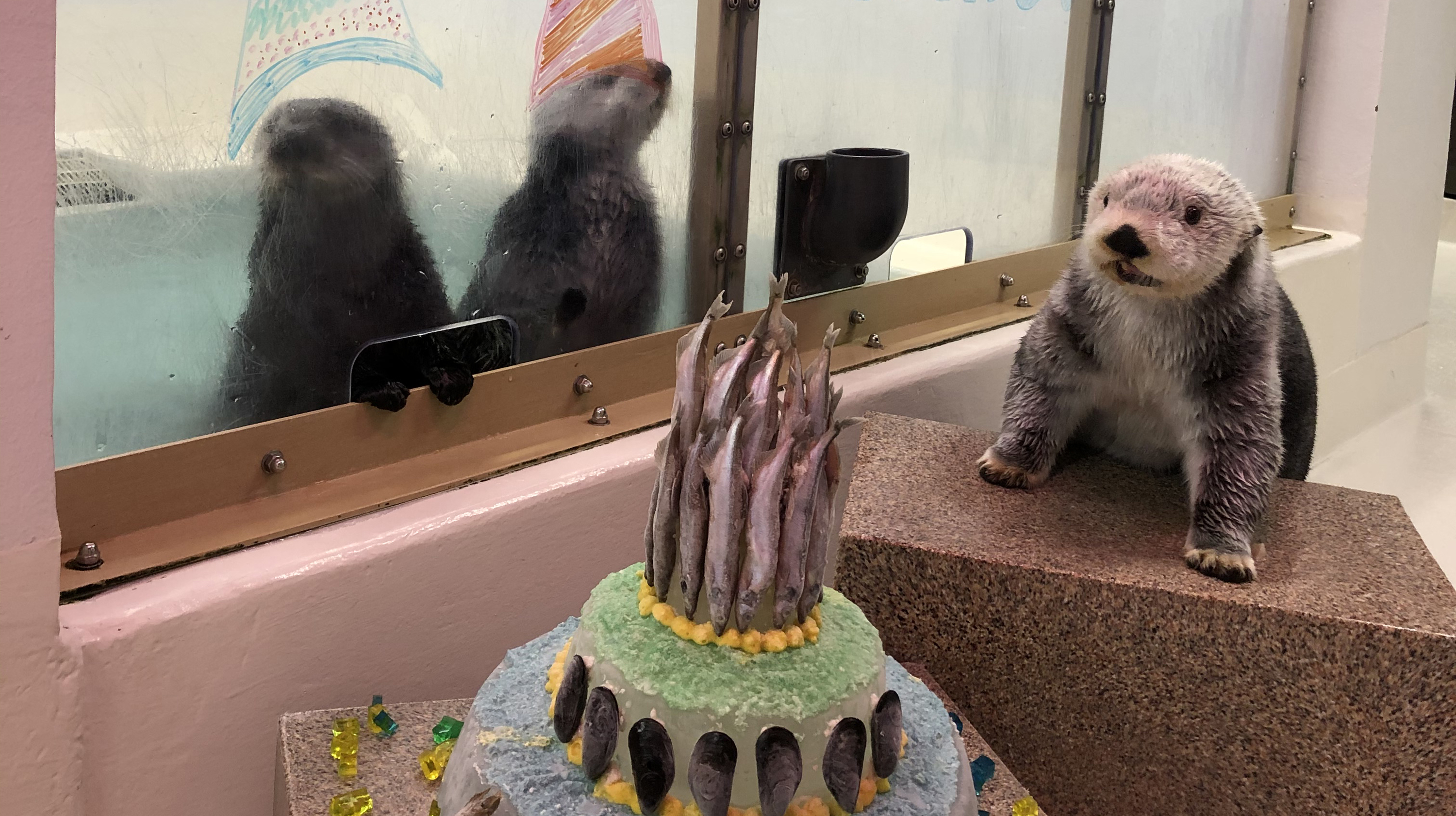 The Shedd Aquarium celebrates its oldest sea otter's birthday with ... - Image