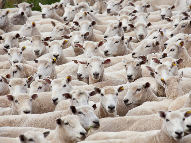 flock of sheep flock of sheep
