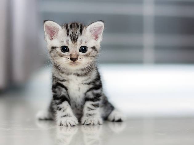 Cute Cats Cute Cats