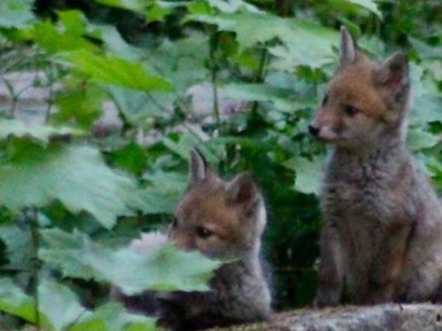 Bonne nouvelle : la famille de renards pourra rester au cimetière du Père-Lachaise Renards